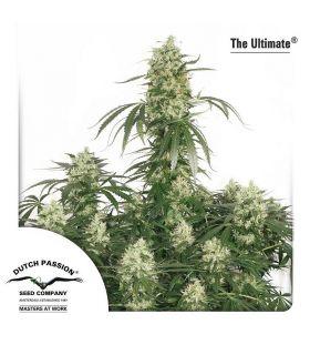 The Ultimate (Dutch Passion)