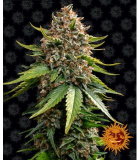 White Widow XXL AUTO by Barney's Farm @sporadiko.gr