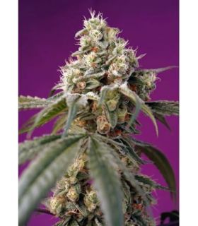 Bruce Banner Autoby Sweet Seeds @sporadiko.gr