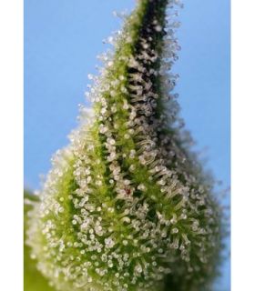 Bruce Banner Auto (Sweet Seeds)