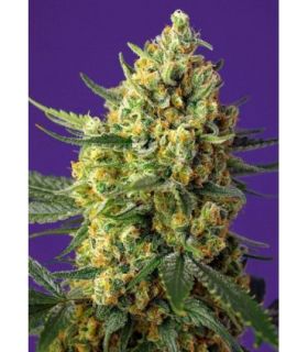 Crystal Candy XL Autoby Sweet Seeds @sporadiko.gr