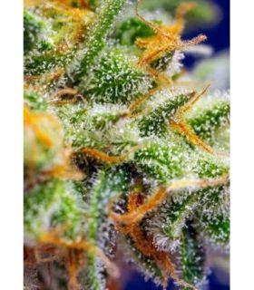 Crystal Candy XL Auto (Sweet Seeds)