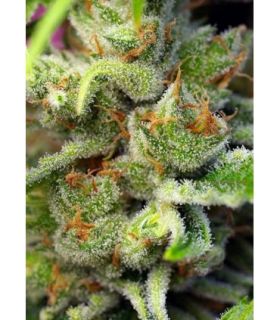Gorilla Girl (Sweet Seeds)