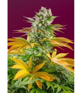 Gorilla Girl F1 FASTby Sweet Seeds @sporadiko.gr