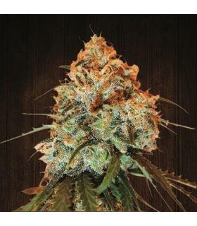 Golden Tiger (ACE Seeds)