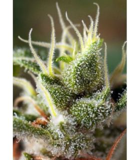 Gorilla Girl F1 FAST (Sweet Seeds)