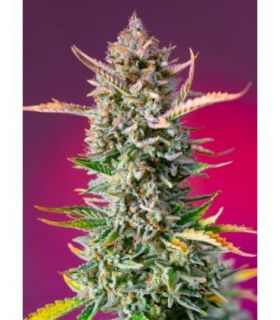 Gorilla Sherbet F1 FASTby Sweet Seeds @sporadiko.gr