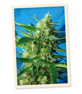 NYC Diesel Auto (formerly Ice Cool Auto)by Sweet Seeds @sporadiko.gr