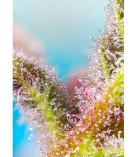 Purple Punch OGby Sweet Seeds @sporadiko.gr