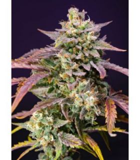Purple Punch OG XL Autoby Sweet Seeds @sporadiko.gr