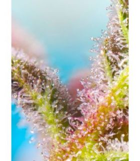 Purple Punch OG XL Auto (Sweet Seeds)