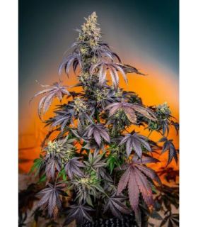 Red Gorilla Girl XL Autoby Sweet Seeds @sporadiko.gr