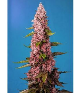 Red Hot Cookiesby Sweet Seeds @sporadiko.gr