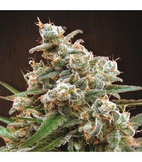Nepal Jam (ACE Seeds)