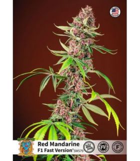 Red Mandarine F1 FASTby Sweet Seeds @sporadiko.gr