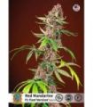 Red Mandarine F1 FAST (Sweet Seeds)
