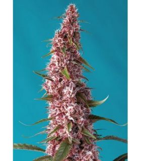 Red Pure CBD Autoby Sweet Seeds @sporadiko.gr