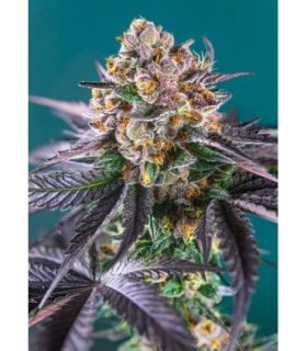 Red Strawberry Banana Autoby Sweet Seeds @sporadiko.gr