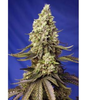 Runtz XL Autoby Sweet Seeds @sporadiko.gr