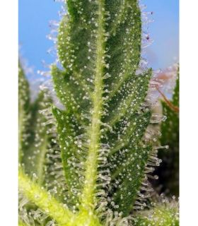 Runtz XL Auto (Sweet Seeds)