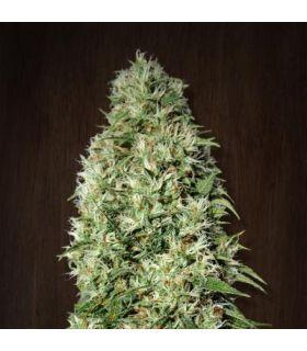 Orient Express (Ace seeds)