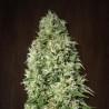 Orient Express (ACE Seeds)