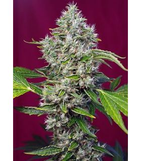 San Fernando Lemon Kushby Sweet Seeds @sporadiko.gr