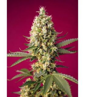 Skywalker OG Runtz XL Autoby Sweet Seeds @sporadiko.gr