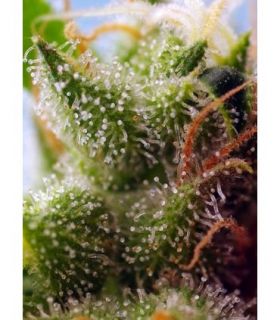 Skywalker OG Runtz XL Auto (Sweet Seeds)