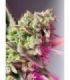 Sweet Mimosa XL Autoby Sweet Seeds @sporadiko.gr