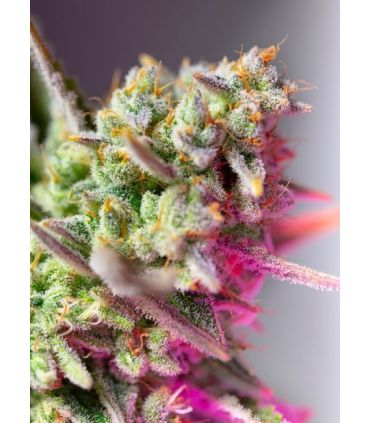 Sweet Mimosa XL Autoby Sweet Seeds @sporadiko.gr