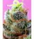 Sweet Mimosa XL Auto (Sweet Seeds)