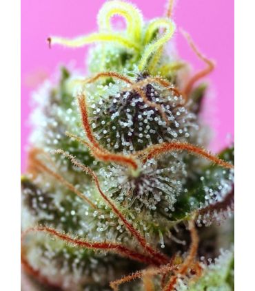 Sweet Mimosa XL Auto (Sweet Seeds)