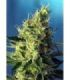 Sweet Pure CBDby Sweet Seeds @sporadiko.gr