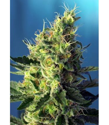 Sweet Pure CBD (Sweet Seeds)