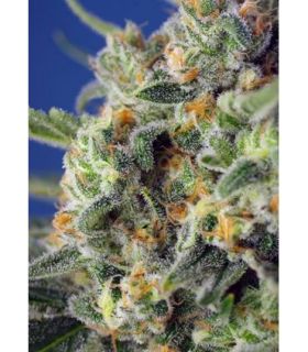 Sweet Pure CBD (Sweet Seeds)