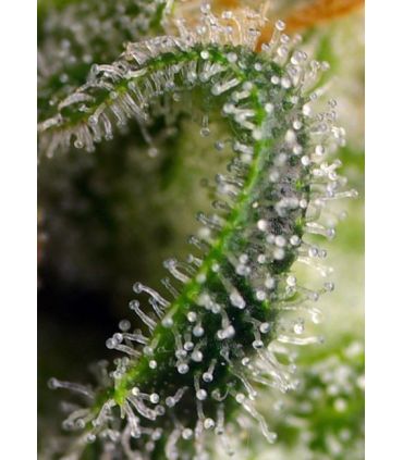Sweet Pure CBD (Sweet Seeds)