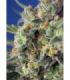 Sweet Pure CBD (Sweet Seeds)