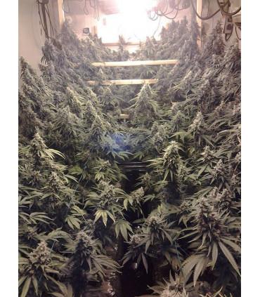 Amherst Sour Diesel (Humboldt Seeds)