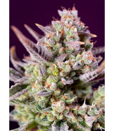 Sweet Zenzation XL Autoby Sweet Seeds @sporadiko.gr