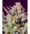 Sweet Zenzation XL Auto (Sweet Seeds)