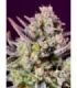 Sweet Zenzation XL Auto Sweet Seeds - Αυτόματοι Σπόροι Κάνναβης