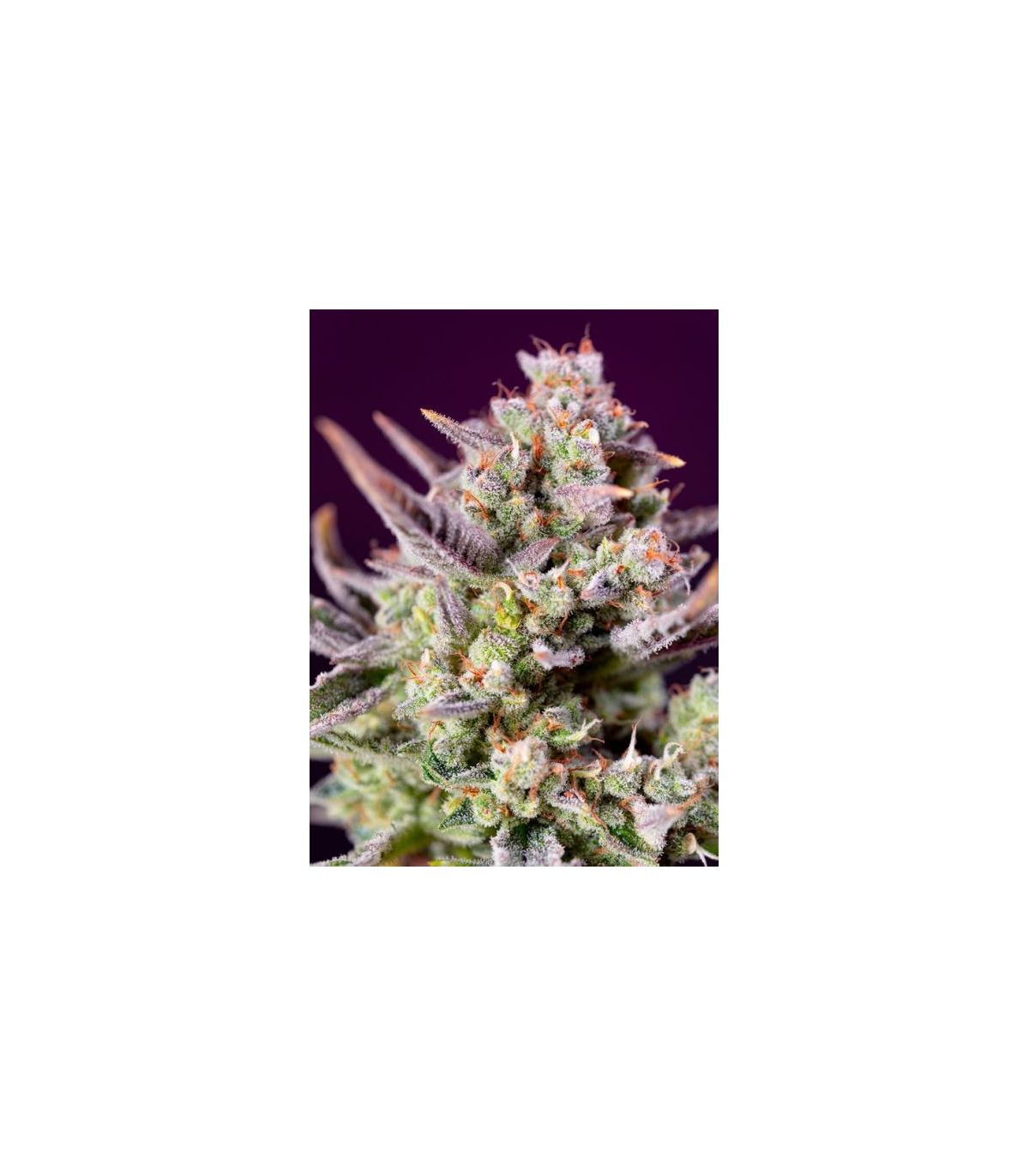 Sweet Zenzation XL Auto Sweet Seeds - Αυτόματοι Σπόροι Κάνναβης