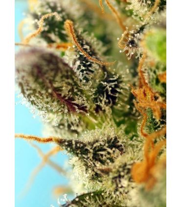Sweet Zenzation XL Auto Sweet Seeds - Αυτόματοι Σπόροι Κάνναβης