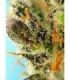 Sweet Zenzation XL Auto Sweet Seeds - Αυτόματοι Σπόροι Κάνναβης