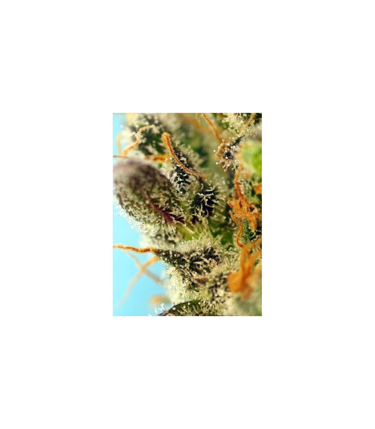 Sweet Zenzation XL Auto Sweet Seeds - Αυτόματοι Σπόροι Κάνναβης