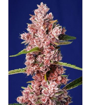 Tropicanna Poison F1 FASTby Sweet Seeds @sporadiko.gr