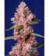 Tropicanna Poison F1 Fast Version Sweet Seeds - Σπόροι Κάνναβης Γρήγορης Άνθοφορίας