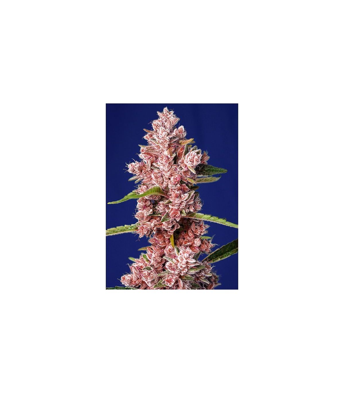 Tropicanna Poison F1 Fast Version Sweet Seeds - Σπόροι Κάνναβης Γρήγορης Άνθοφορίας