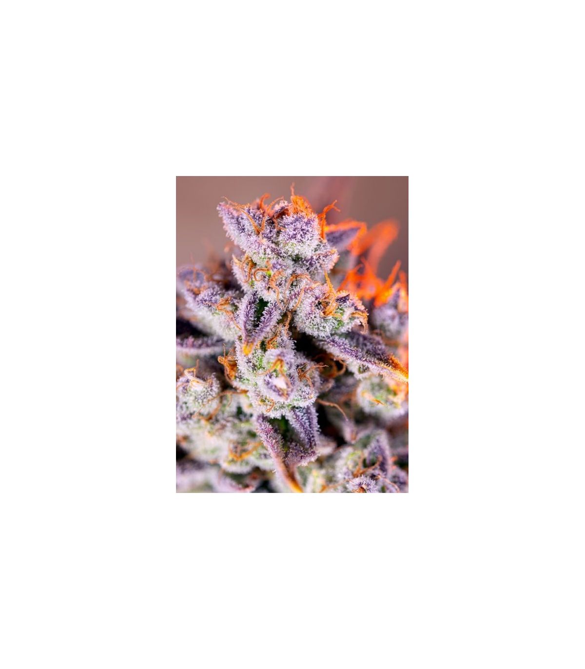 Tropicanna Poison XL Auto Sweet Seeds - Αυτόματοι Σπόροι Κάνναβης